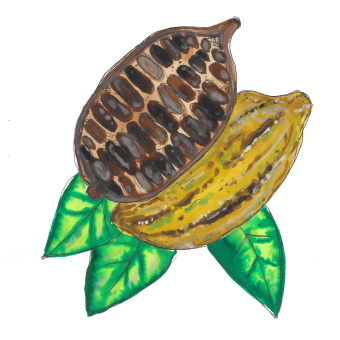 Cocoa Butter (Theobroma Cacao) 
